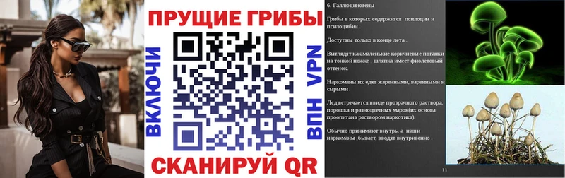 наркота  Мончегорск  Псилоцибиновые грибы Psilocybe 